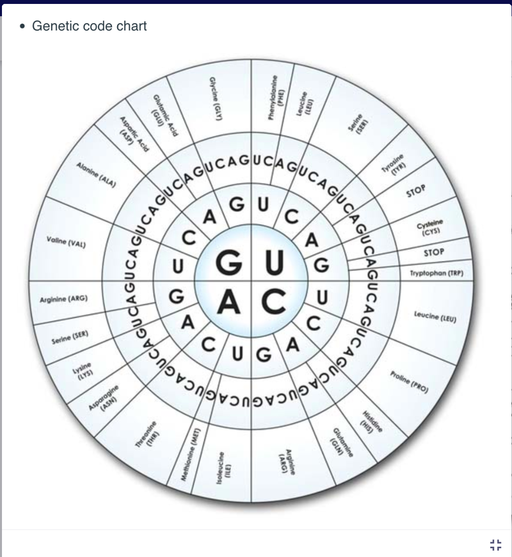 • Genetic code chart
Valine (VAL)
Alanine (ALA)
Arginine (ARG)
Serine (SER)
(ASP)
Aspartic Acid
Lysine
(LYS)
GUGLU)
Asparagine
(ASN)
Acid
AGUCAGUCA AGU
C
Glycine (GLY)
A
Threonine
(THR)
UGUG
GACU
Methionine (MET)
U
GU
Isoleucine
CUGA
UCAGUCAGUCAGU
GUCAGUCAGUCAGUCAGUCAGUCAG
(231)
A
(ARG)
Arginine
C
HE
(GLN)
Glutamine
Histidine
(TYR)
Tyrosine
STOP
af
STOP
Tryptophan (TRP)
Leucine (LEU)
Proline (PRO)
17