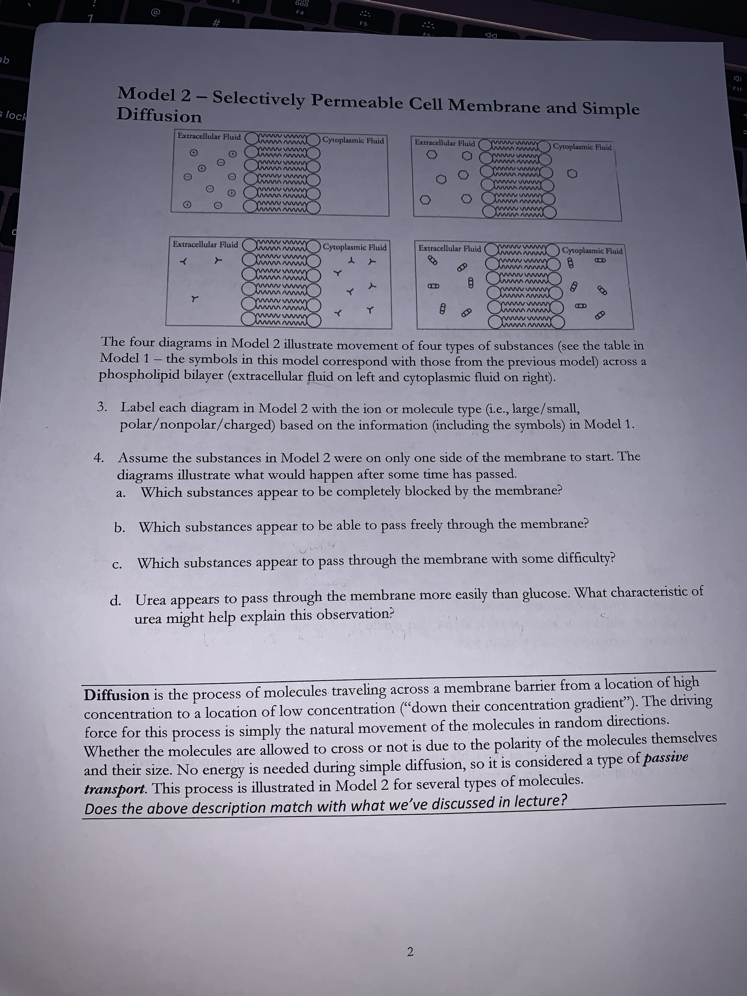 2.
D00
F4
F5
DD
qE
Model 2 - Selectively Permeable Cell Membrane and Simple
s lock
Diffusion
Extracellular Fluid
m Cytoplasmic Fluid
wwwww w
Extracellular Fluid
mwwwy Cytoplasmic Fluid
wwwmww
www
www
wwmww
wwwmwy
www
wwwwm
wwww.w
www
wwwwm
wwwwY
www
wwOCytoplasmic Fluid
Extracellular Fluid
Extracellular Fluid
Cytoplasmic Fluid
ww
ww
www w
wwm m
www
ww
wwwww
と
wwww
wwww
The four diagrams in Model 2 illustrate movement of four types of substances (see the table in
Model 1 - the symbols in this model correspond with those from the previous model) across a
phospholipid bilayer (extracellular fluid on left and cytoplasmic fluid on right).
3. Label each diagram in Model 2 with the ion or molecule type (i.e., large/small,
polar/nonpolar/charged) based on the information (including the symbols) in Model 1.
4. Assume the substances in Model 2 were on only one side of the membrane to start. The
diagrams illustrate what would happen after some time has passed.
Which substances appear to be completely blocked by the membrane?
a.
b. Which substances appear to be able to pass freely through the membrane?
C.
Which substances appear to pass through the membrane with some difficulty?
d. Urea appears to pass through the membrane more easily than glucose. What characteristic of
urea might help explain this observation?
Diffusion is the process of molecules traveling across a membrane barrier from a location of high
concentration to a location of low concentration ("down their concentration gradient"). The driving
force for this process is simply the natural movement of the molecules in random directions.
Whether the molecules are allowed to cross or not is due to the polarity of the molecules themselves
and their size. No energy is needed during simple diffusion, so it is considered a type of passive
transport. This
Does the above description match with what we’ve discussed in lecture?
process is illustrated in Model 2 for several types of molecules.
