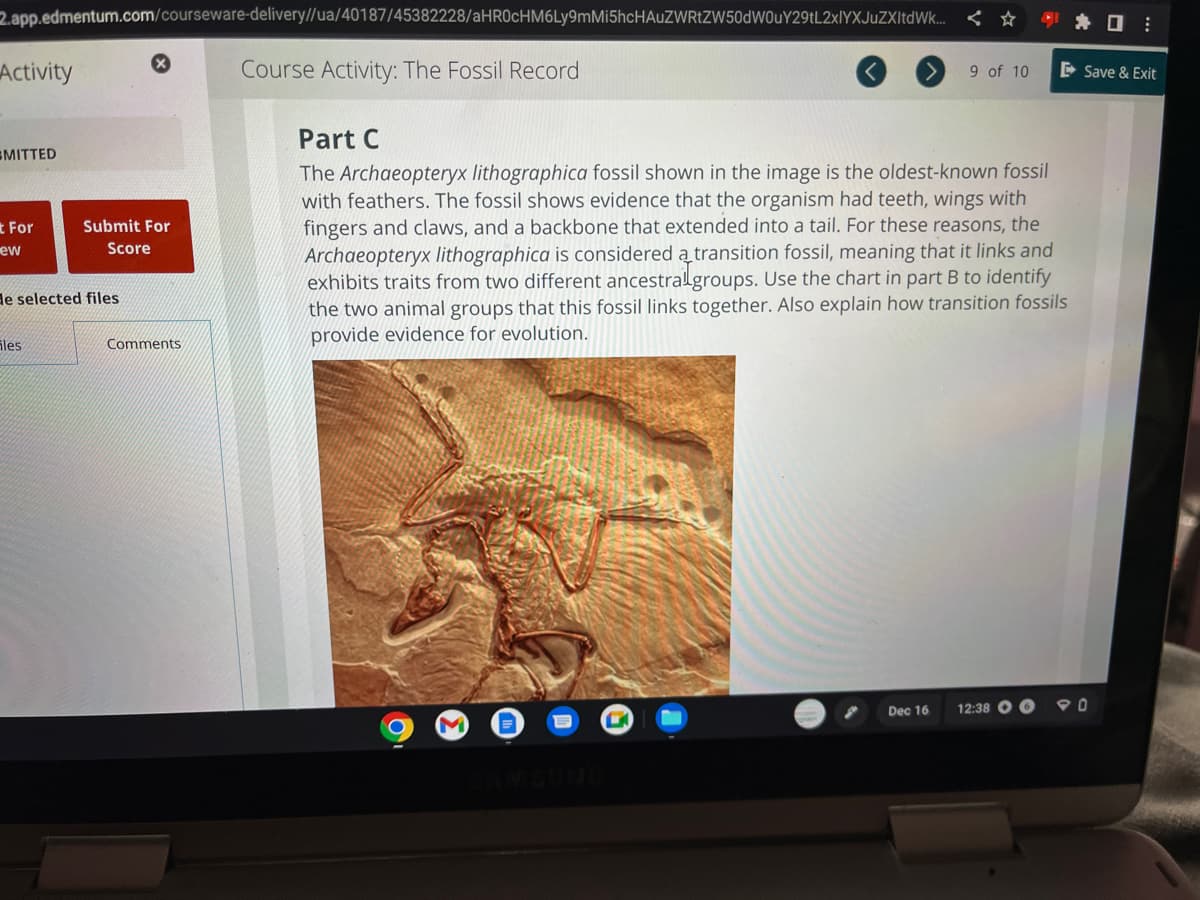 2.app.edmentum.com/courseware-delivery//ua/40187/45382228/aHR0cHM6Ly9mMi5hcHAUZWRtZW50dWOuY29tL2xlYXJuZXItdWk...
Course Activity: The Fossil Record
Activity
SMITTED
t For
ew
Submit For
Score
de selected files
Fles
Comments
Part C
The Archaeopteryx lithographica fossil shown in the image is the oldest-known fossil
with feathers. The fossil shows evidence that the organism had teeth, wings with
fingers and claws, and a backbone that extended into a tail. For these reasons, the
Archaeopteryx lithographica is considered a transition fossil, meaning that it links and
exhibits traits from two different ancestral groups. Use the chart in part B to identify
the two animal groups that this fossil links together. Also explain how transition fossils
provide evidence for evolution.
O
C
9 of 10
Dec 16
12:38 OO
* :
Save & Exit
90