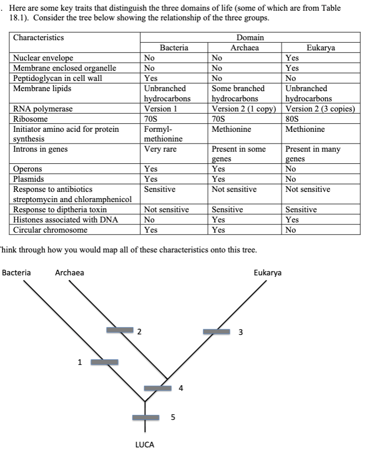 Here are some key traits that distinguish the three domains of life (some of which are from Table
18.1). Consider the tree below showing the relationship of the three groups.
Characteristics
Nuclear envelope
Membrane enclosed organelle
Peptidoglycan in cell wall
Membrane lipids
RNA polymerase
Ribosome
Initiator amino acid for protein
synthesis
Introns in genes
Operons
Plasmids
Response to antibiotics
Bacteria
1
No
No
Yes
2
Bacteria
Unbranched
hydrocarbons
Version 1
70S
Formyl-
methionine
Very rare
Yes
Yes
Sensitive
LUCA
Domain
5
Archaea
streptomycin and chloramphenicol
Response to diptheria toxin
Not sensitive
Sensitive
Histones associated with DNA
No
Yes
Circular chromosome
Yes
Yes
Think through how you would map all of these characteristics onto this tree.
Archaea
No
No
No
Some branched
hydrocarbons
Version 2 (1 copy)
70S
Methionine
Present in some
genes
Yes
Yes
Not sensitive
3
Eukarya
Yes
Yes
No
Eukarya
Unbranched
hydrocarbons
Version 2 (3 copies)
80S
Methionine
Present in many
genes
No
No
Not sensitive
Sensitive
Yes
No