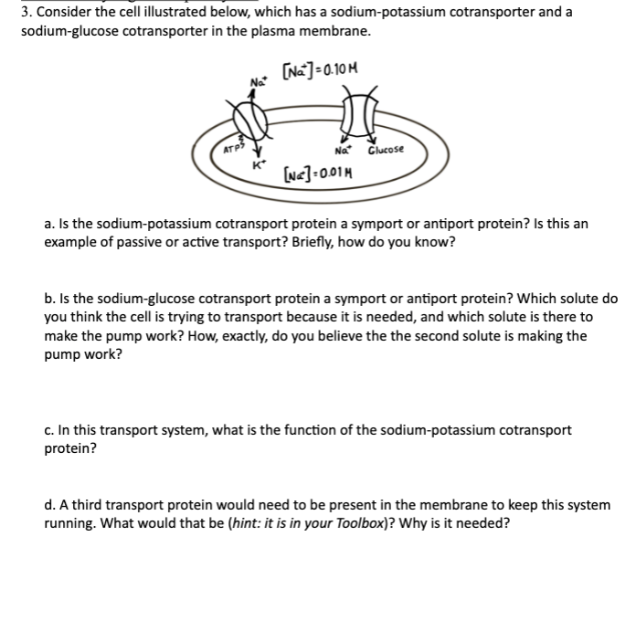 3. Consider the cell illustrated below, which has a sodium-potassium cotransporter and a
sodium-glucose cotransporter in the plasma membrane.
[Na] =0.10 M
ATP3
Na
Na Glucose
[Na]=0.01M
a. Is the sodium-potassium cotransport protein a symport or antiport protein? Is this an
example of passive or active transport? Briefly, how do you know?
b. Is the sodium-glucose cotransport protein a symport or antiport protein? Which solute do
you think the cell is trying to transport because it is needed, and which solute is there to
make the pump work? How, exactly, do you believe the the second solute is making the
pump work?
c. In this transport system, what is the function of the sodium-potassium cotransport
protein?
d. A third transport protein would need to be present in the membrane to keep this system
running. What would that be (hint: it is in your Toolbox)? Why is it needed?