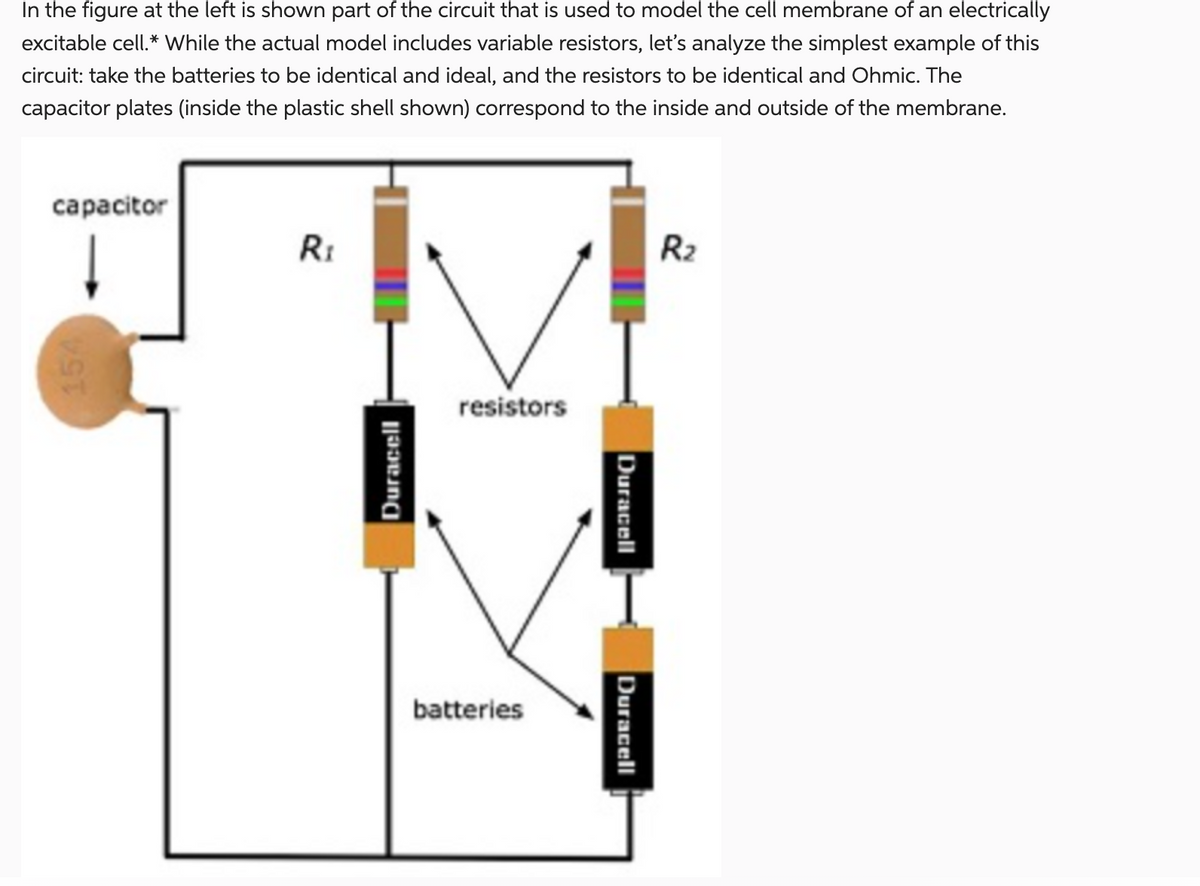 In the figure at the left is shown part of the circuit that is used to model the cell membrane of an electrically
excitable cell.* While the actual model includes variable resistors, let's analyze the simplest example of this
circuit: take the batteries to be identical and ideal, and the resistors to be identical and Ohmic. The
capacitor plates (inside the plastic shell shown) correspond to the inside and outside of the membrane.
capacitor
154
Ri
Duracell
resistors
batteries
Duracell
Duracell
R₂