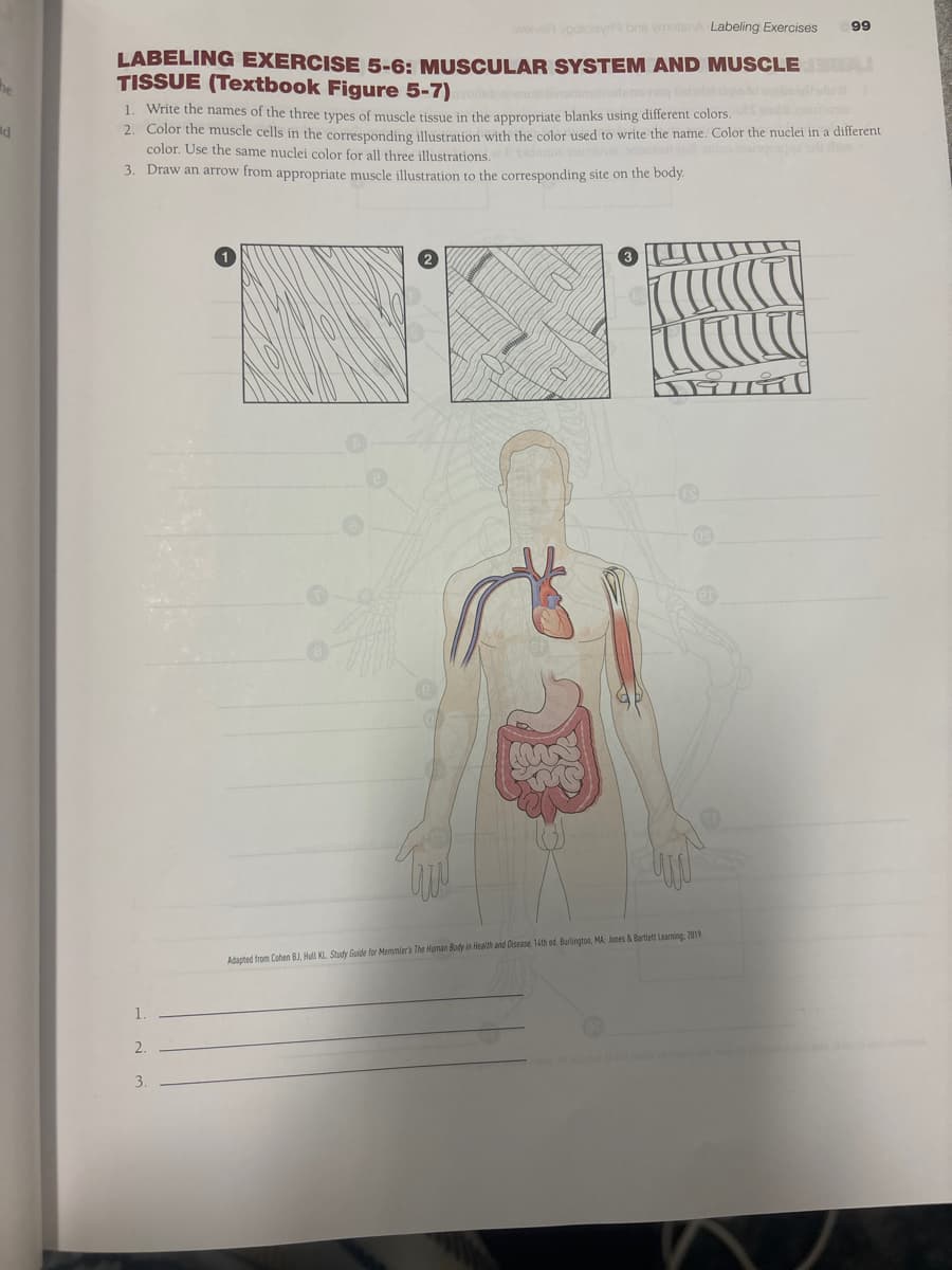 the
ad
vpotolsyra bas ymotsnA Labeling Exercises
99
LABELING EXERCISE 5-6: MUSCULAR SYSTEM AND MUSCLE
TISSUE (Textbook Figure 5-7)
1. Write the names of the three types of muscle tissue in the appropriate blanks using different colors.
2. Color the muscle cells in the corresponding illustration with the color used to write the name. Color the nuclei in a different
color. Use the same nuclei color for all three illustrations.
3. Draw an arrow from appropriate muscle illustration to the corresponding site on the body.
1.
2.
3.
2
3
Adapted from Cohen BJ, Hull KL. Study Guide for Memmler's The Human Body in Health and Disease. 14th ed. Burlington, MA: Jones & Bartlett Learning: 2019