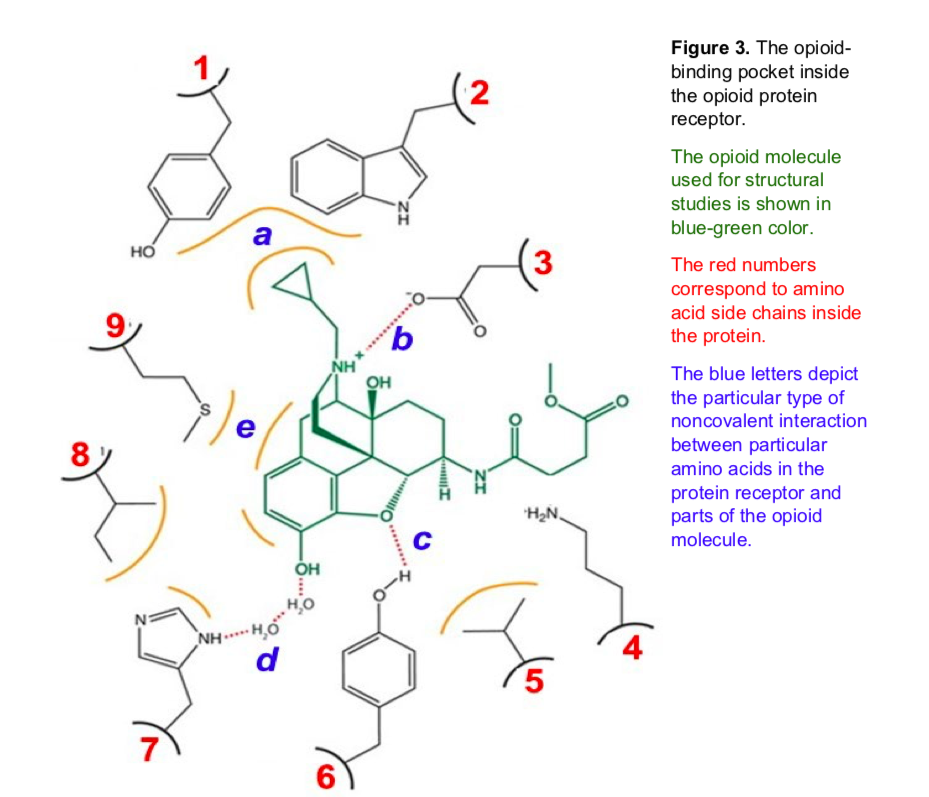 Figure 3. The opioid-
binding pocket inside
the opioid protein
receptor.
The opioid molecule
used for structural
studies is shown in
blue-green color.
a
но
The red numbers
correspond to amino
acid side chains inside
the protein.
6
NH
он
The blue letters depict
the particular type of
noncovalent interaction
е
between particular
amino acids in the
protein receptor and
parts of the opioid
molecule.
H2N
C
он
.Но
H..HN
7
6
***
s
