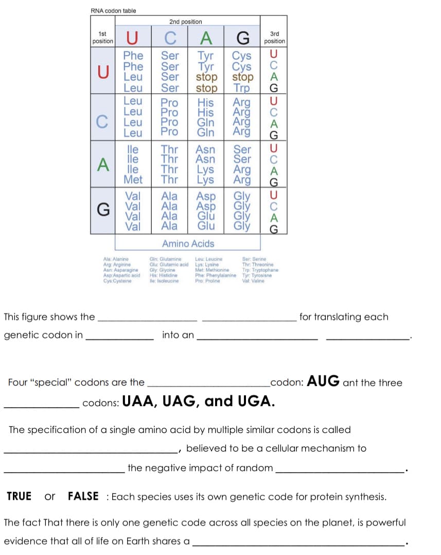 RNA codon table
2nd position
A
1st
U
3rd
position
position
U
Phe
Phe
Leu
Leu
Leu
Leu
C Leu
Leu
Ser
Ser
Ser
Ser
Cys
Сys
stop
Тyr
Тyr
U
stop
Trp
stop
Pro
Pro
Pro
Pro
His
His
Gln
Gln
Arg
Arg
Arg
Arg
lle
lle
lle
Met
Thr
Thr
Thr
Thr
Asn
Asn
Lys
Lýs
Ser
Ser
Arg
Arg
Gly
Glý
Glý
Glý
A
Val
Ala
Ala
Ala
Ala
Asp
Asp
Glu
Glu
Val
G
Val
Val
Amino Acids
Ala: Alanine
Arg: Arginine
Asn: Asparagine
Asp:Aspartic acid
Cys:Cysteine
Gin: Glutamine
Glu: Glutamic acid Lys: Lysine
Gly: Glycine
His: Histidine
le: Isoleucine
Ser: Serine
Thr: Threonine
Trp: Tryptophane
Leu: Leucine
Met: Methionine
Phe: Phenylalanine Tyr: Tyrosisne
Pro: Proline
Val: Valine
This figure shows the
for translating each
genetic codon in
into an
Four "special" codons are the
codon: AUG ant the three
codons: UAA, UAG, and UGA.
The specification of a single amino acid by multiple similar codons is called
believed to be a cellular mechanism to
the negative impact of random
TRUE
or
FALSE : Each species uses its own genetic code for protein synthesis.
The fact That there is only one genetic code across all species on the planet, is powerful
evidence that all of life on Earth shares a
DUAGUUAGUCAGUCAG
