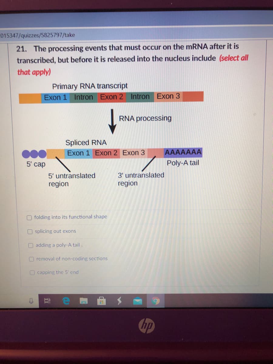 015347/quizzes/5825797/take
21. The processing events that must occur on the MRNA after it is
transcribed, but before it is released into the nucleus include (select all
that apply)
Primary RNA transcript
Exon 1 Intron Exon 2 Intron Exon 3
RNA processing
Spliced RNA
Exon 1 Exon 2 Exon 3
AAAAAAA
5' cap
Poly-A tail
3' untranslated
region
5' untranslated
region
O folding into its functional shape
O splicing out exons
O adding a poly-A tail
O removal of non-coding sections
O capping the 5' end
hp
