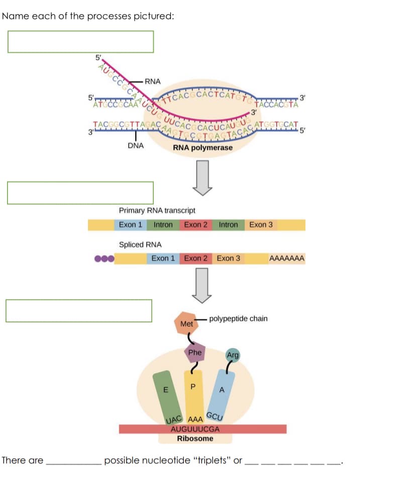 Name each of the processes pictured:
-RNA
5'
TCAC CÁCTCAT
3'
TACCACCTA
3'
UUCAC
CACUCAU U
5'
DŇA
RNA polymerase
Primary RNA transcript
Exon 1
Intron
Exon 2
Intron
Exon 3
Spliced RNA
000
Exon 1
Exon 2 Exon 3
AAAAAAA
polypeptide chain
Met
Phe
Arg
P
E
UAC AAA
GCU
AUGUUUCGA
Ribosome
There are
possible nucleotide "triplets" or
