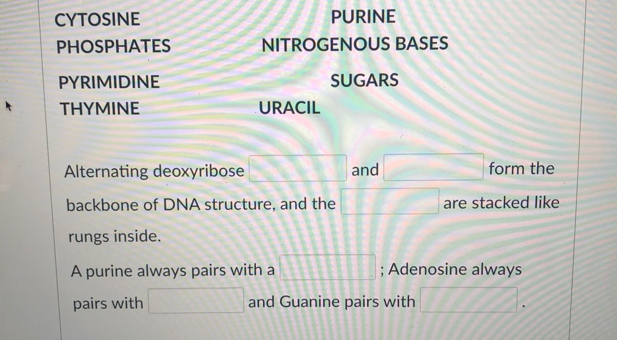 CYTOSINE
PURINE
PHOSPHATES
NITROGENOUS BASES
PYRIMIDINE
SUGARS
THYMINE
URACIL
Alternating deoxyribose
and
form the
backbone of DNA structure, and the
are stacked like
rungs inside.
A purine always pairs with a
; Adenosine always
pairs with
and Guanine pairs with
