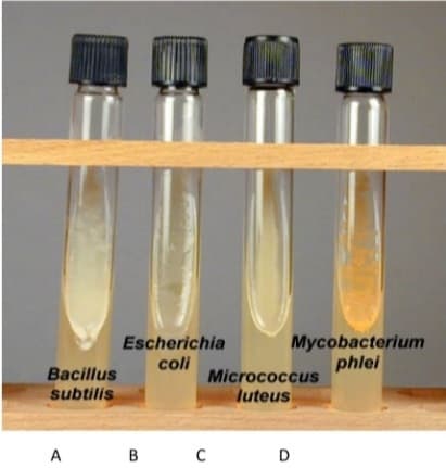 Mycobacterium
phlei
Escherichia
coli
Micrococcus
Bacillus
subtilis
luteus
A
в
D
B.
