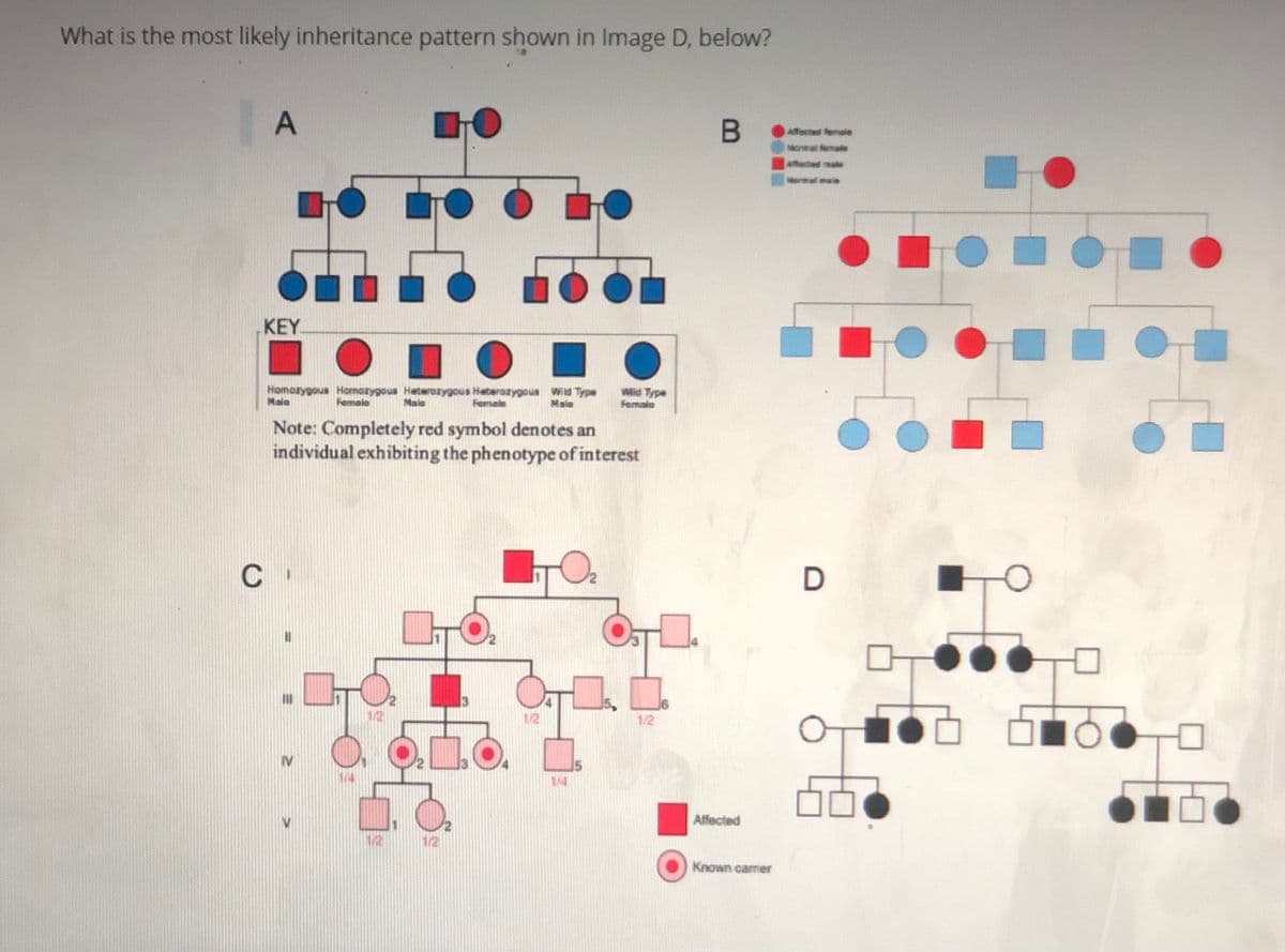 What is the most likely inheritance pattern shown in Image D, below?
Affected female
ormal female
affected mabe
Moral maie
KEY
Homozygous Homazygous Heterozygous Hetcerazygous Wild Type
Male
Wild Type
Female
Maie
Female
Female
Male
Note: Completely red symbol denotes an
individual exhibiting the phenotype of interest
C
1/2
1/2
14
Affected
1/2
1/2
Known camer
