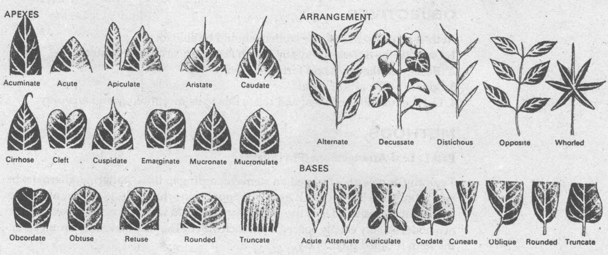 АРЕХES
ARRANGEMENT
Acuminate
Acute
Apiculate
Aristate
Caudate
Alternate
Decussate
Distichous
Opposite
Whorled
Cirrhose
Cleft
Cuspidate
Emarginate
Mucronate Mucronulate
BASES
Obcordate
Obtuse
Retuse
Rounded
Truncate
Acute Attenuate Auriculate
Cordate Cuneate
Oblique
Rounded Truncate
