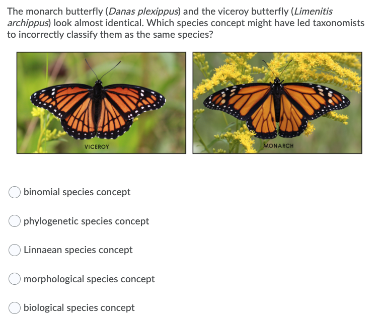The monarch butterfly (Danas plexippus) and the viceroy butterfly (Limenitis
archippus) look almost identical. Which species concept might have led taxonomists
to incorrectly classify them as the same species?
VICEROY
MONARCH
binomial species concept
phylogenetic species concept
Linnaean species concept
morphological species concept
biological species concept
