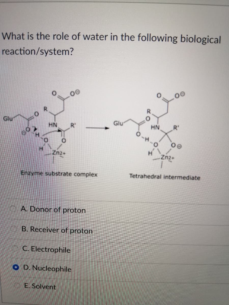 What is the role of water in the following biological
reaction/system?
Glu
Glu
HN
HN
Zn2+
Zn2
Encyme substrate complex
Tetrahedral intermediate
A. Donor of proton
B. Receiver of proton
C. Electrophile
O D. Nucleophile
E. Solvent
