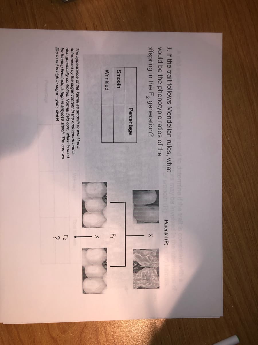 3. If the trait follows Mendelian rules whats may be involved in the
vould be the phenotypic ratios of the
mine if the tralt is consisient wtha
Htance of
komals
smooth (R) Parental (P)
offspring in the F, generation?
Percentage
Smooth
F,
Wrinkled
The appearance of the kernel as smooth or wrinkled is
determined by the sugar content in the endosperm and is
also genetically controlled. Normal field corn, which is used
for feeding livestock, is high in amylose starch. The corn we
like to eat is high in sugar-yum, sweet
F2
?
