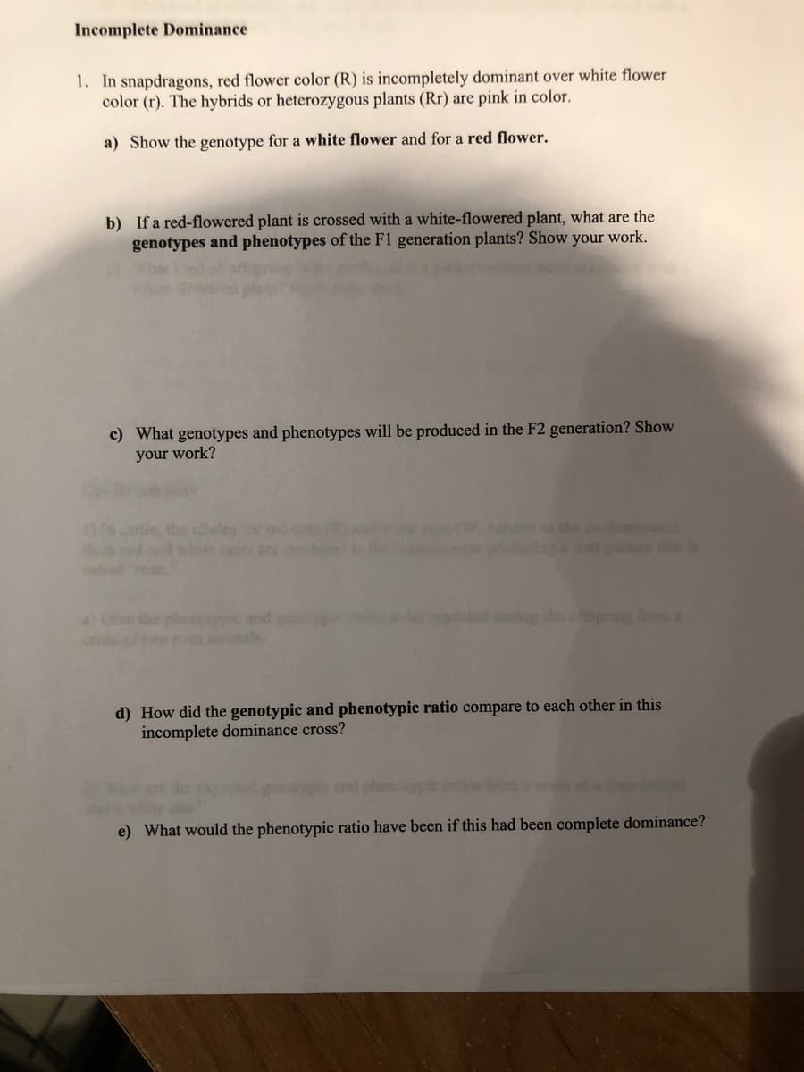 Incomplete Dominance
1. In snapdragons, red flower color (R) is incompletely dominant over white flower
color (r). The hybrids or heterozygous plants (Rr) are pink in color.
a) Show the genotype for a white flower and for a red flower.
b) If a red-flowered plant is crossed with a white-flowered plant, what are the
genotypes and phenotypes of the F1 generation plants? Show your work.
c) What genotypes and phenotypes will be produced in the F2 generation? Show
your work?
the
the o doa
A t r th s
beirs ard
the phenorypic and
wo ran aials
pring fro
d) How did the genotypic and phenotypic ratio compare to each other in this
incomplete dominance cross?
gonarypi and
e) What would the phenotypic ratio have been if this had been complete dominance?
