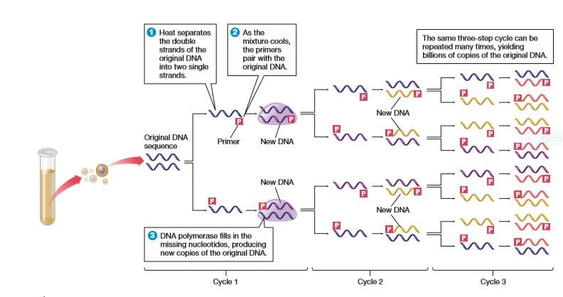 Heat soparates
the double
strands of the
original DNA
into two single
strands.
2 As the
mixture cools,
the primers
pair with the
original DNA.
The same three-step cycle can be
repeated many times, yielding
billions of copies of the original DNA.
New DNA
en
Original DNA
sequence
Primer
New DNA
New DNA
-
Le
New DNA
DNA polymerase fills in the
missing nucleotides, producing
new copies of the original DNA.
Cycle 1
Cycle 2
Cycle 3
