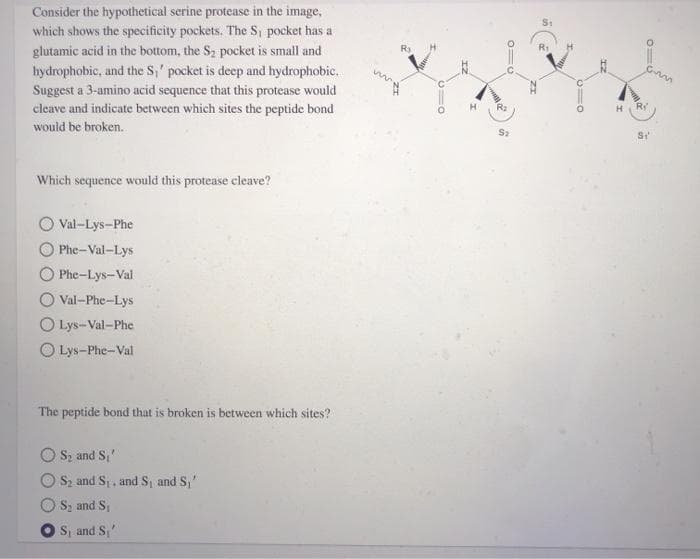 Consider the hypothetical serine protease in the image,
which shows the specificity pockets. The S, pocket has a
glutamic acid in the bottom, the S2 pocket is small and
hydrophobic, and the S,' pocket is deep and hydrophobic.
Suggest a 3-amino acid sequence that this protease would
cleave and indicate between which sites the peptide bond
Ra
would be broken.
Which sequence would this protease cleave?
Val-Lys-Phe
Phe-Val-Lys
Phe-Lys-Val
O Val-Phe-Lys
O Lys-Val-Phe
O Lys-Phe-Val
The peptide bond that is broken is between which sites?
O S, and S,'
S, and S, and S, and S,'
S, and S
Os and S,'
