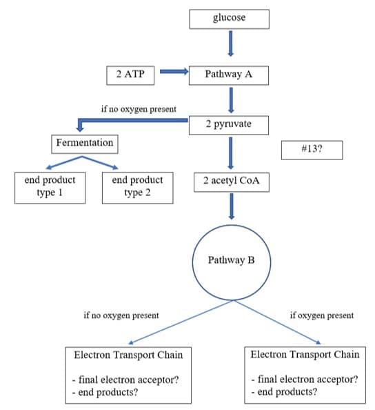 glucose
2 ATP
Pathway A
if no oxygen present
2 рупuvate
Fermentation
#13?
end product
type 1
end product
type 2
2 acetyl CoA
Pathway B
if no oxygen present
if oxygen present
Electron Transport Chain
Electron Transport Chain
- final electron acceptor?
- end products?
- final electron acceptor?
- end products?
