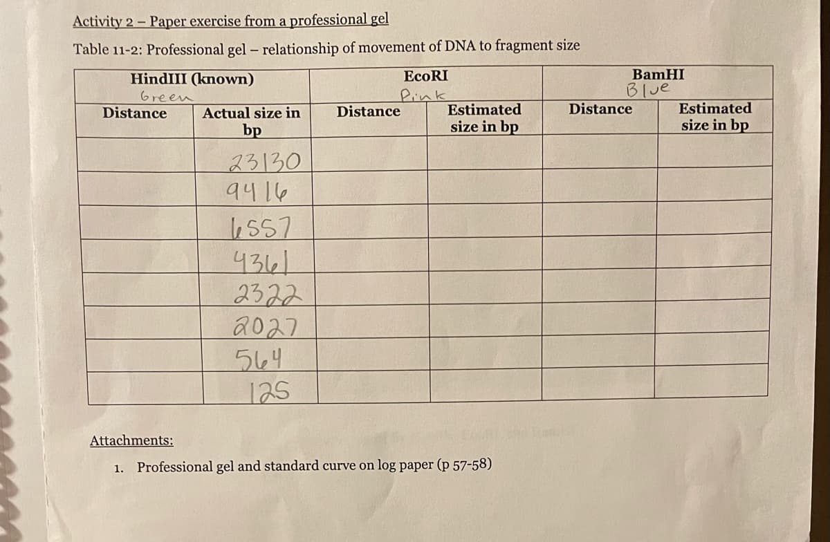 Activity 2 - Paper exercise from a professional gel
Table 11-2: Professional gel - relationship of movement of DNA to fragment size
HindIII (known)
BamHI
Green
Pink
Blue
Distance
Actual size in
Distance
Estimated
Distance
Estimated
bp
size in bp
size in bp
23130
9416
557
43161
2322
2027
564
Attachments:
1. Professional gel and standard curve on log paper (p 57-58)
