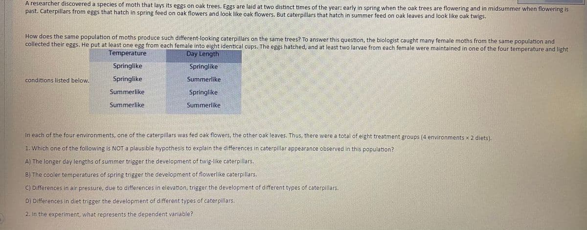 A researcher discovered a species of moth that lays its eggs on oak trees. Eggs are laid at two distinct times of the year: early in spring when the oak trees are flowering and in midsummer when flowering is
past. Caterpillars from eggs that hatch in spring feed on oak flowers and look like oak flowers. But caterpillars that hatch in summer feed on oak leaves and look like oak twigs.
How does the same population of moths produce such different-looking caterpillars on the same trees? To answer this question, the biologist caught many female moths from the same population and
collected their eggs. He put at least one egg from each female into eight identical cups. The eggs hatched, and at least two larvae from each female were maintained in one of the four temperature and light
Temperature
Day Length
Springlike
Springlike
conditions listed below.
Springlike
Summerlike
Summerlike
Springlike
Summerlike
Summerlike
In each of the four environments, one of the caterpillars was fed oak flowers, the other oak leaves, Thus, there were a total of eight treatment groups (4 environments x 2 diets).
1. Which one of the following is NOT a plausible hypothesis to explain the differences in caterpillar appearance observed in this population?
A) The longer day lengths of summer trigger the development of twig-like caterpillars.
B) The cooler temperatures of spring trigger the development of flowerlike caterpillars.
C) Differences in air pressure, due to differences in elevation, trigger the development of different types of caterpillars.
D) Differences in diet trigger the development of different types of caterpillars,
2. In the experiment, what represents the dependent varlable?
