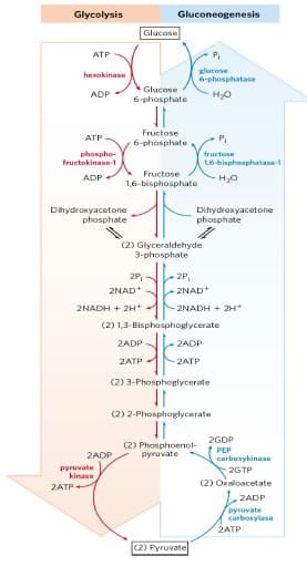 Glycolysis
Gluconeogenesis
Glucose
ATP
lucose
6-phosphatase
hexokinase
Glucose
ADP
6-phosphate
Fructose
ATP
P.
6-phasphate
phospho-
fructokinase-1
fructose
1,6-biaphosphatase-1
Fructose
ADP
H;0
1,6-bisphosphate
Dihydrowyacetone
phosphate
Dihydraxyacetone
phosphate
(2) Glyceraldehyde
3-phosphate
2P,
2P,
ZNAD+
2NAD+
2NADH + 2H+
2NADH + 2H*
(2) 1,3-Bisphosphoglycerate
2ADP
-2ADP
2ATP
2ATP
(2) 3-Phosphoglycerate
(2) 2-Phosphoglycerate
(2) Phosphoenol-
pyruvate
2GDP
PEP
carboxykinase
2ADP
Pyruvate
kinase
2GTP
(2) Oxaloacetate
ZATP
ZADP
pyruvate
carboxylase
2ATP
(2) Pyruvate
