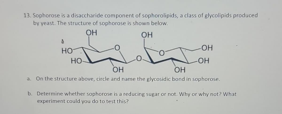 13. Sophorose is a disaccharide component of sophorolipids, a class of glycolipids produced
by yeast. The structure of sophorose is shown below.
ОН
ОН
$
НО
НО-
-ОН
-ОН
ОН
ОН
a. On the structure above, circle and name the glycosidic bond in sophorose.
b.
Determine whether sophorose is a reducing sugar or not. Why or why not? What
experiment could you do to test this?