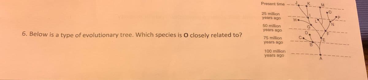 Present time
25 million
years ago
H.
N.
50 million
years ago
G
F
75 million
6. Below is a type of evolutionary tree. Which species is O closely related to?
E.
years ago
100 million
years ago
A
