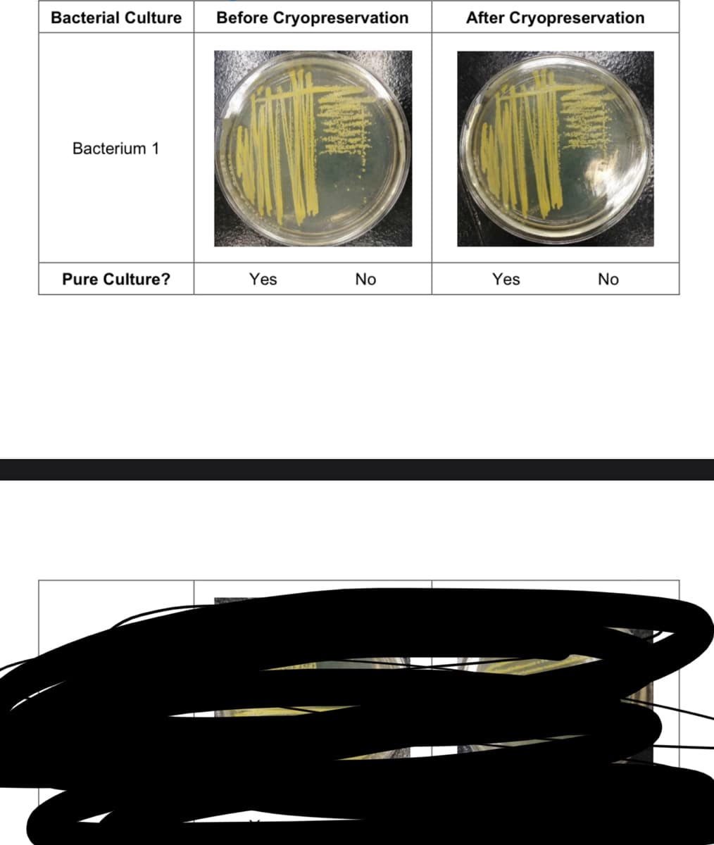 Bacterial Culture
Bacterium 1
Pure Culture?
Before Cryopreservation
Yes
No
After Cryopreservation
Yes
No