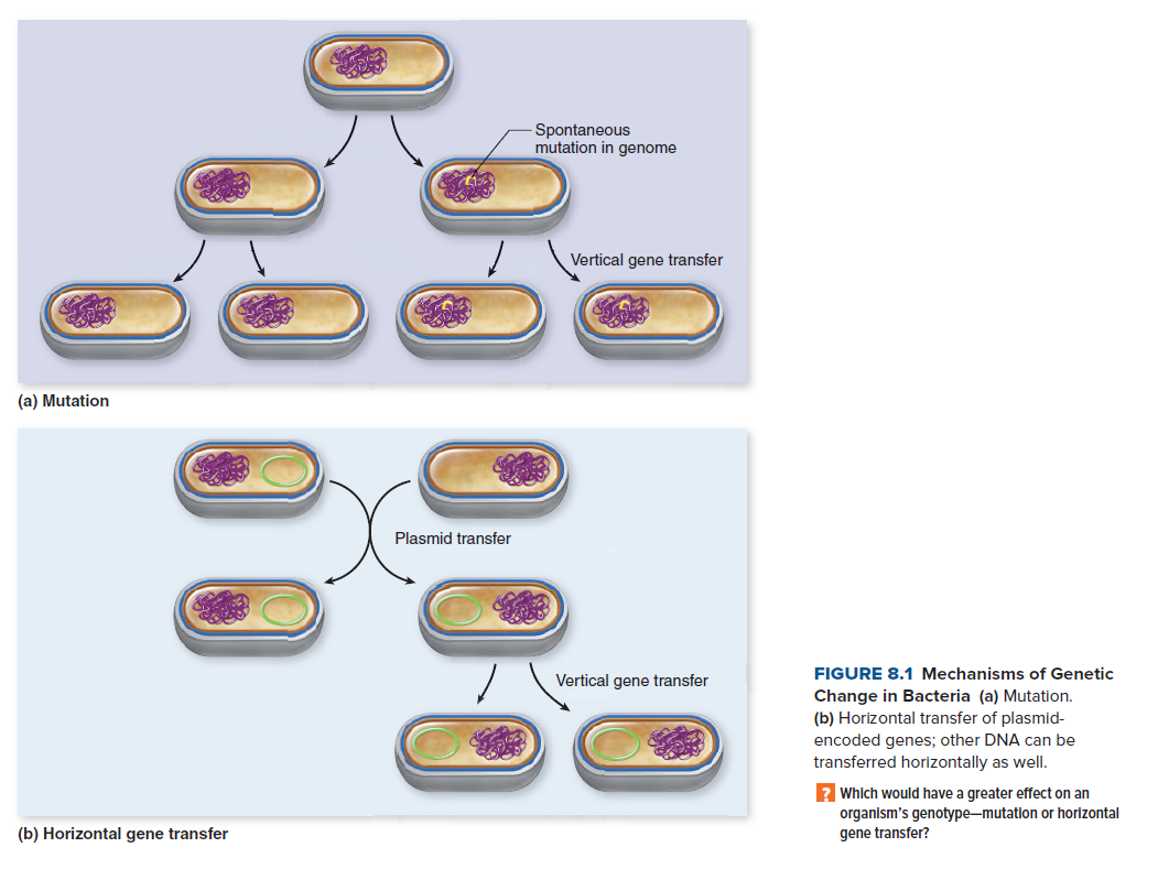 - Spontaneous
mutation in genome
Vertical gene transfer
(a) Mutation
Plasmid transfer
FIGURE 8.1 Mechanisms of Genetic
Vertical gene transfer
Change in Bacteria (a) Mutation.
(b) Horizontal transfer of plasmid-
encoded genes; other DNA can be
transferred horizontally as well.
? Which would have a greater effect on an
organlsm's genotype-mutatlon or horizontal
gene transfer?
(b) Horizontal gene transfer
