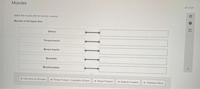 Muscles
20 of 24
Match the muscie with it's function corroctly
Muscles of the Upper Arm
Deltoid
Triceps brachi
Biceps brachi
Brachialis
Brachioradialis
* Lits Ams at Shoulder
# Flexes Forearm Supination of hand
# Flexes Foream
1 Extends Forearm
I# Stabilizes Elbow
