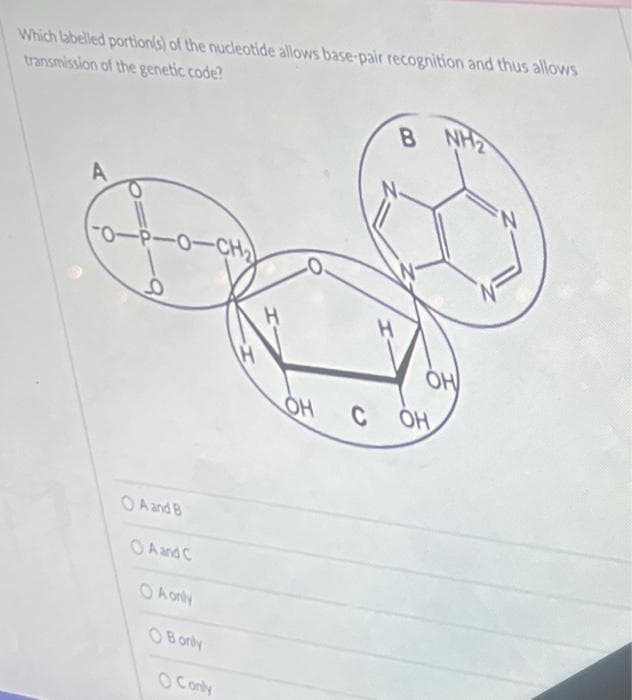 Which labelled portion(s) of the nucleotide allows base-pair recognition and thus allows
transmission of the genetic code?
B NH2
A
-0--0-CH₂
O A and B
O A and C
OA only
OB only
O Conly
H
OH
OH
COH
N