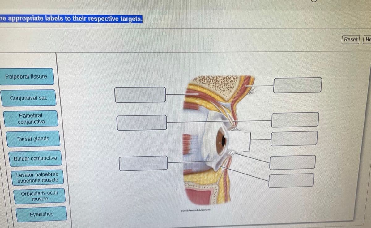 he appropriate labels to their respective targets.
Palpebral fissure
Conjuntival sac
Palpebral
conjunctiva
Tarsal glands
Bulbar conjunctiva
Levator palpebrae
superioris muscle
Orbicularis oculi
muscle
Eyelashes
100
0201 Pan Eacaion inc
20020
Reset
He