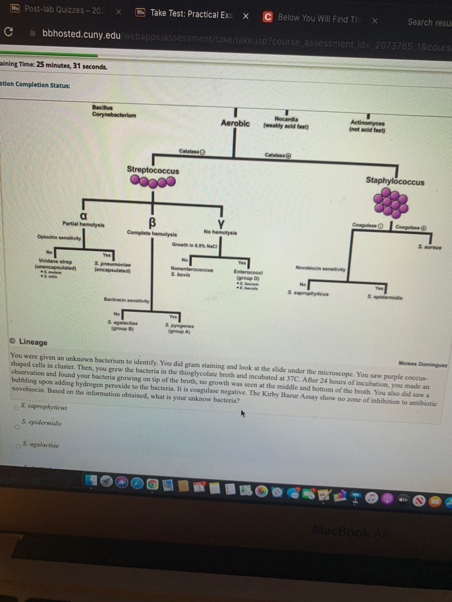 Hi Post-lab Quizzes- 202
Bb Take Test: Practical Exa
C Below You Will Find Th
Search resu
a bbhosted.cuny.edu webapps/assessment/take/take.jsp?course assessment id= 2073785 1&cours
aining Time: 25 minutes, 31 seconds.
stion Completion Status:
Bacillus
Nocardia
(weakly acid fast)
Actinomyces
(not acid fast)
Corynebacterium
Aerobic
CatalaseO
Catalaseo
Streptococcus
Staphylococcus
Coagulase O
Coagulase O
a
Partial hemolysis
No hemolysis
Complete hemolysis
S. aureus
Optochin sensitivity
Growth in 6.5% Naci
Yes
No
Yes
Novobiocin sensitivity
Viridans strep
(unencapsulated)
S mutans
S mits
S. pneumoniae
(encapsulated)
Nonenterococcus
S. bovis
Enterococci
(group D)
E fecium
No
S. saprophyticus
Yes
S. epidermidis
E fecalis
Bacitracin sensitivity
Yes
S. agalactiae
(group B)
S. pyogenes
(group A)
©Lineage
Moises Dominguez
You were given an unknown bacterium to identify. You did gram staining and look at the slide under the microscope., You saw purple coccus-
shaped cells in cluster. Then, you grew the bacteria in the thioglycolate broth and incubated at 37C. After 24 hours of incubation, you made an
observation and found your bacteria growing on tip of the broth, no growth was seen at the middle and bottom of the broth. You also did saw a
bubbling upon adding hydrogen peroxide to the bacteria. It is coagulase negative. The Kirby Bacur Assay show no zone of inhibition to antibiotic
novobiocin. Based on the information obtained, what is your unknow bacteria?
S. saprophyticus
S. epidermidis
S. agalactiae
dty
MacBook Air
