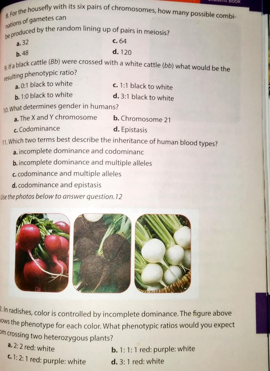 SOOK
be produced by the random lining up of pairs in meiosis?
8. For the housefly with its six pairs of chromosomes, how many possible combi-
9. If a black cattle (Bb) were crossed with a white cattle (bb) what would be the
nations of gametes can
c. 64
a. 32
d. 120
b. 48
resulting phenotypic ratio?
a. 0:1 black to white
c. 1:1 black to white
b. 1:0 black to white
d. 3:1 black to white
10. What determines gender in humans?
a. The X and Y chromosome
b. Chromosome 21
c. Codominance
11 Which two terms best describe the inheritance of human blood types?
d. Epistasis
a. incomplete dominance and codominanc
b. incomplete dominance and multiple alleles
c. codominance and multiple alleles
d. codominance and epistasis
Use the photos below to answer question. 12
2. In radishes, color is controlled by incomplete dominance. The figure above
Ows the phenotype for each color. What phenotypic ratios would you expect
Om crossing two heterozygous plants?
a, 2: 2 red: white
b. 1: 1: 1 red: purple: white
C. 1: 2:1 red: purple: white
d. 3: 1 red: white
