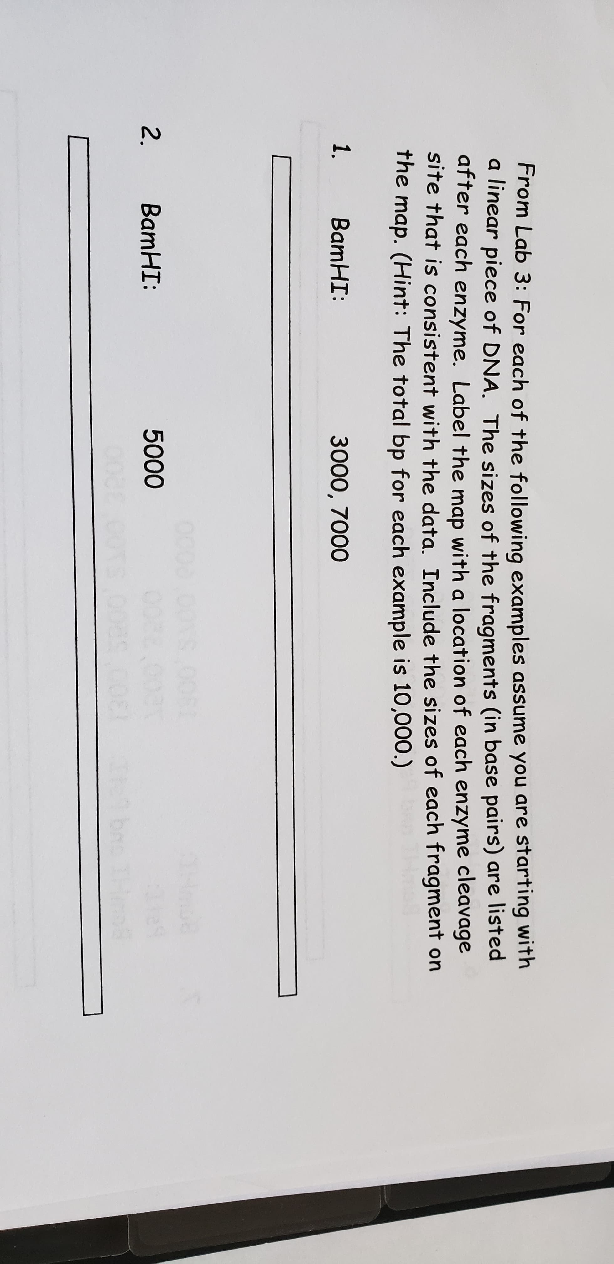 From Lab 3: For each of the following examples assume you are starting with
a linear piece of DNA. The sizes of the fragments (in base pairs) are listed
after each enzyme. Label the map with a location of each enzyme cleavage
site that is consistent with the data. Include the sizes of each fragment on
the map. (Hint: The total bp for each example is 10,000.)
1.
BamHI:
3000, 7000
2.
BamHI:
5000
