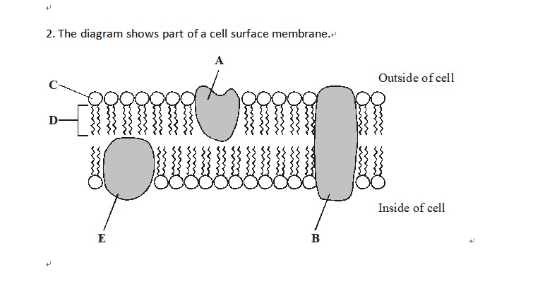 +
2. The diagram shows part of a cell surface membrane.
A
D-
E
B
Outside of cell
Inside of cell