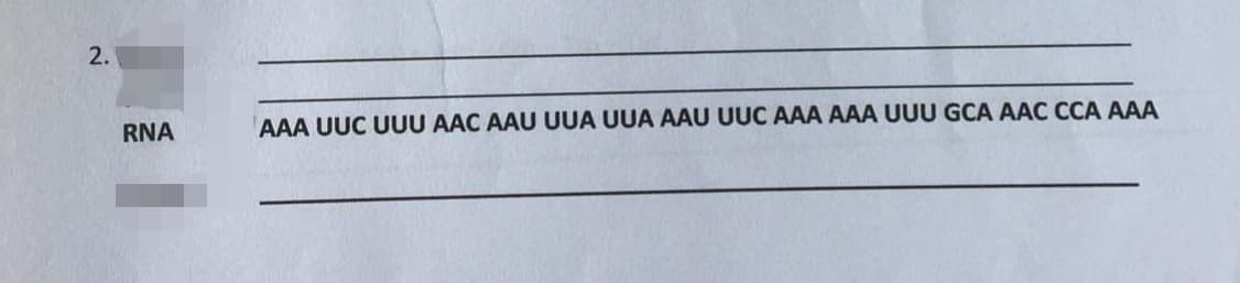 2.
RNA
AAA UUC UUU AAC AAU UUA UUA AAU UUC AAA AAA UUU GCA AAC CCA AAA
