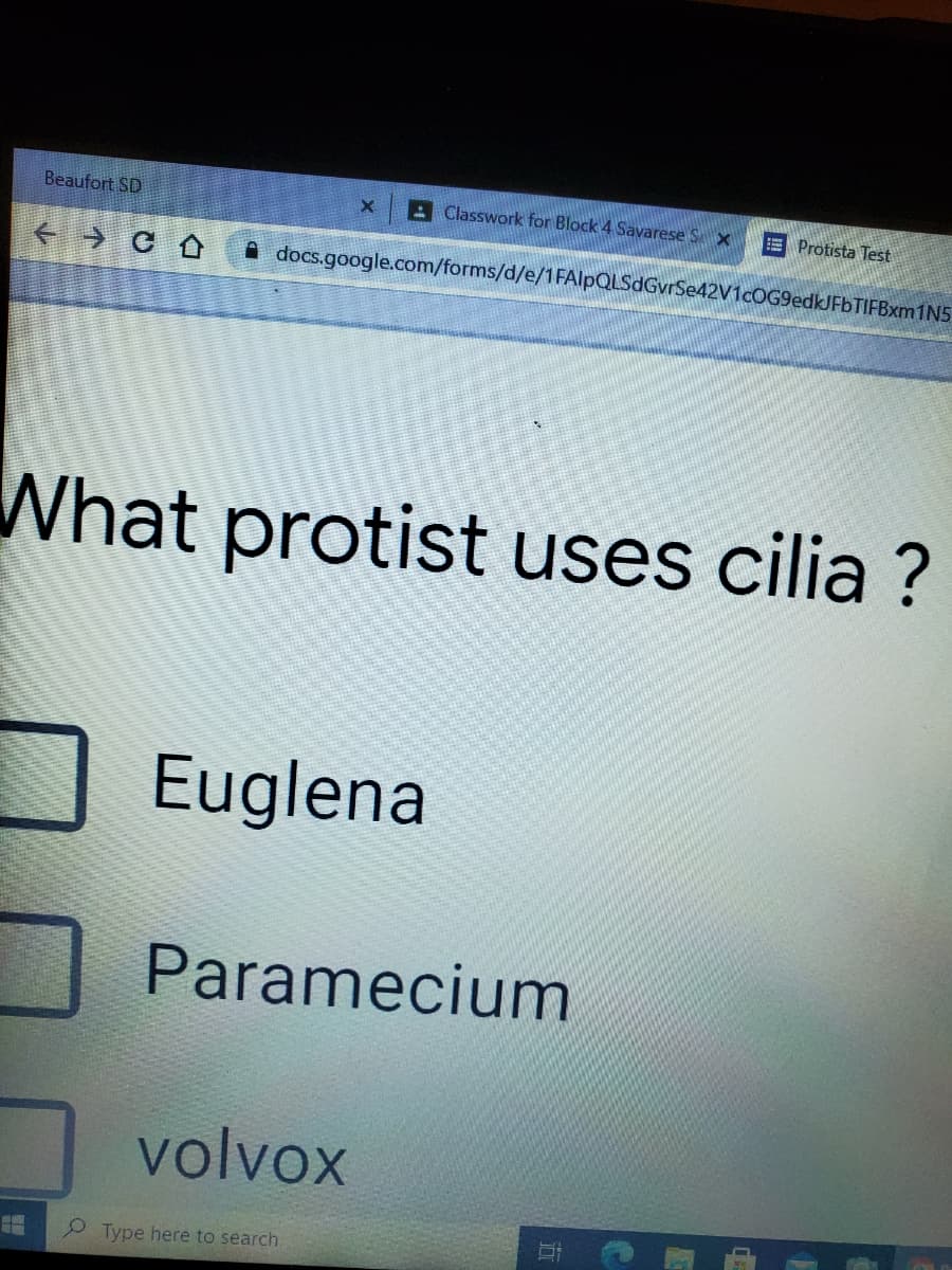 Beaufort SD
A Classwork for Block 4 Savarese Sx
E Protista Test
A docs.google.com/forms/d/e/1FAlpQLSdGvrSe42V1cOG9edkJFbTIFBxm1N5
What protist uses cilia ?
Euglena
Paramecium
volvox
Type here to search
