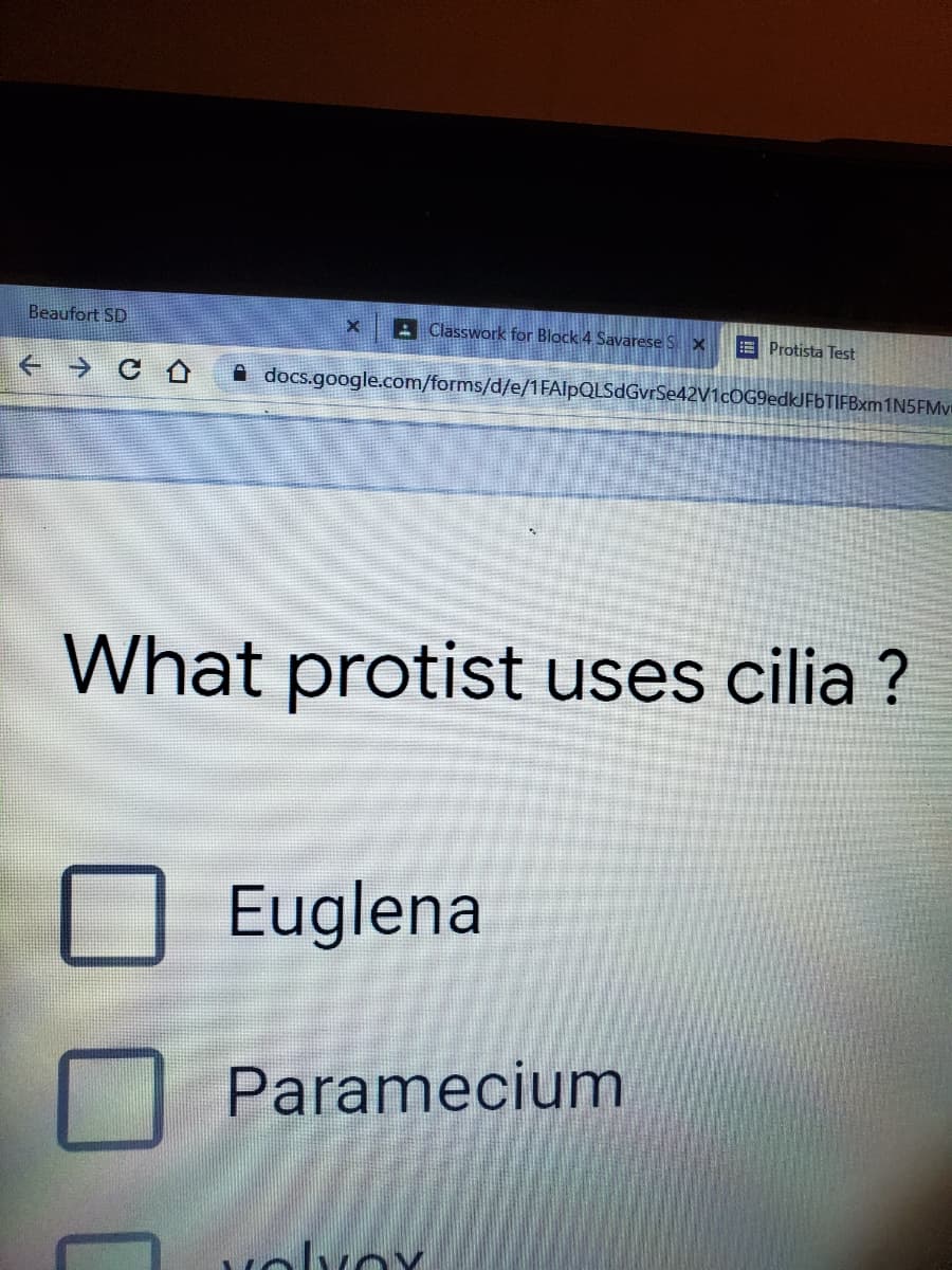 Beaufort SD
A Classwork for Block 4 Savarese SX
E Protista Test
A docs.google.com/forms/d/e/1FAlpQLSdGvrSe42V1cOG9edkJFbTIFBxm1N5FMvi
What protist uses cilia ?
Euglena
Paramecium
Molvoy
