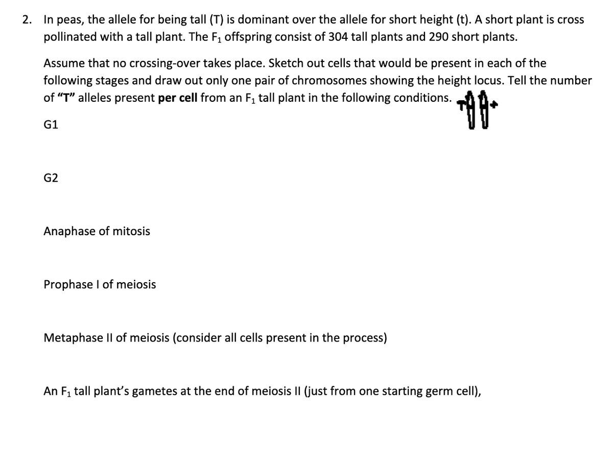 2. In peas, the allele for being tall (T) is dominant over the allele for short height (t). A short plant is cross
pollinated with a tall plant. The F, offspring consist of 304 tall plants and 290 short plants.
Assume that no crossing-over takes place. Sketch out cells that would be present in each of the
following stages and draw out only one pair of chromosomes showing the height locus. Tell the number
of "T" alleles present per cell from an F, tall plant in the following conditions.
G1
G2
Anaphase of mitosis
Prophase I of meiosis
Metaphase Il of meiosis (consider all cells present in the process)
An F, tall plant's gametes at the end of meiosis II (just from one starting germ cell),
