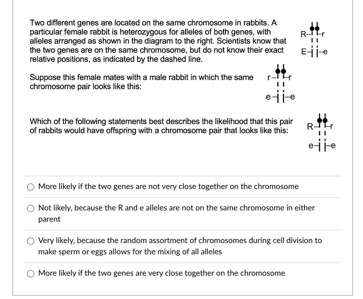 Two different genes are located on the same chromosome in rabbits. A
particular female rabbit is heterozygous for alleles of both genes, with
alleles arranged as shown in the diagram to the right. Scientists know that
the two genes are on the same chromosome, but do not know their exact
relative positions, as indicated by the dashed line.
Suppose this female mates with a male rabbit in which the same
chromosome pair looks like this:
r
e
Which of the following statements best describes the likelihood that this pair
of rabbits would have offspring with a chromosome pair that looks like this:
||
RIH
More likely if the two genes are not very close together on the chromosome
Not likely, because the R and e alleles are not on the same chromosome in either
parent
ije
Very likely, because the random assortment of chromosomes during cell division to
make sperm or eggs allows for the mixing of all alleles
O More likely if the two genes are very close together on the chromosome