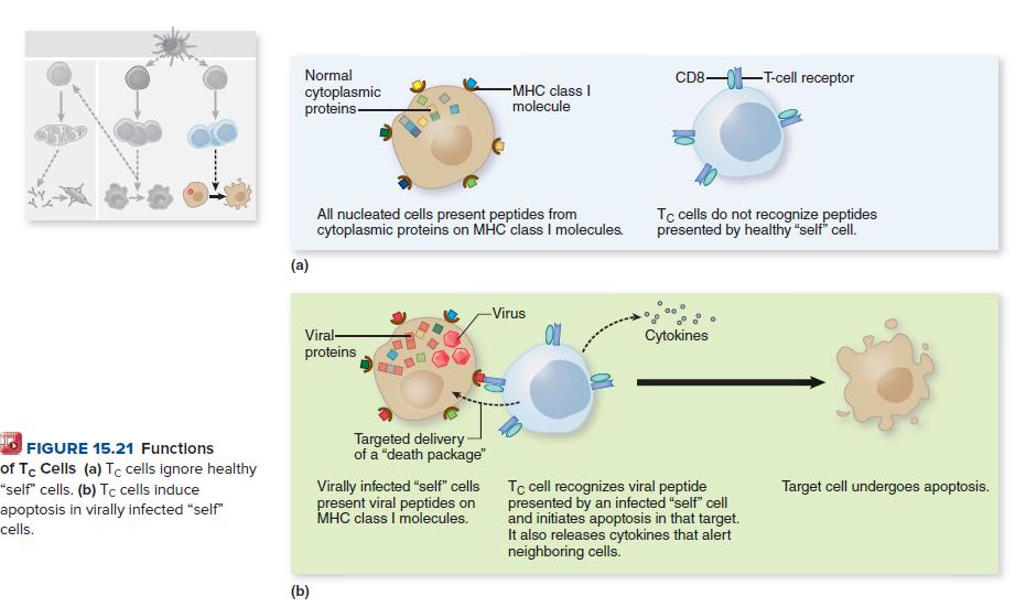 Normal
CD8--T-cell receptor
cytoplasmic
proteins-
-мНС class I
molecule
All nucleated cells present peptides from
cytoplasmic proteins on MHC class I molecules.
Tc cells do not recognize peptides
presented by healthy "self" cell.
(a)
-Virus
Viral-
proteins
Cytokines
Targeted delivery
of a "death package"
FIGURE 15.21 Functions
of Tc Cells (a) Tc cells ignore healthy
"self" cells. (b) Tc cells induce
apoptosis in virally infected "self"
cells.
Virally infected "self" cells
present viral peptides on
MHC class I molecules.
Tc cell recognizes viral peptide
presented by an infected "self" cell
and initiates apoptosis in that target.
It also releases cytokines that alert
neighboring cells.
Target cell undergoes apoptosis.
(b)
ww -
