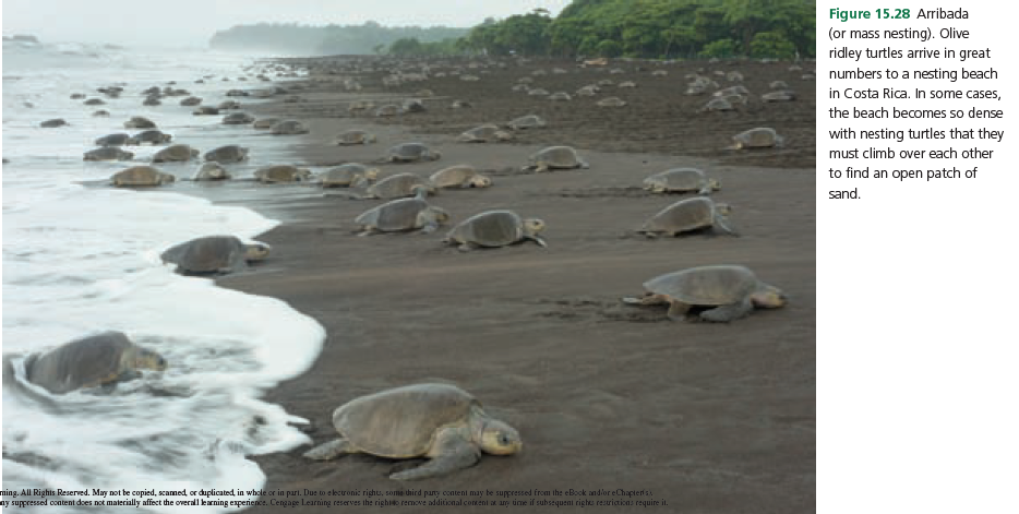 Figure 15.28 Arribada
(or mass nesting). Olive
ridley turtles arrive in great
numbers to a nesting beach
in Costa Rica. In some cases,
the beach becomes so dense
with nesting turtles that they
must climb over each other
to find an open patch of
sand.
ming. All Rights Reserved. May not be copied, scamed, or duplicated, in whele or in parı. Due to elecronic righu, soma third pany conteni may be suppressed from the eBook andior eChapteris
ay suppressed content does not malerially affect the overall lkarning experience. Cengage Learning reserves ihe rightto remove additional coneni at an ume if subsequeni righee resriaicas require it.
