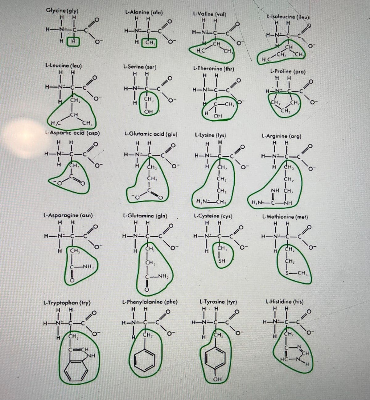 Glycine (gly)
L-Alanine (ala)
L-Valine (val)
Hsoleucine (ileu)
H.
H.
H
H N=-C-C
H-N=-C
H-N C-C
H-N Č-C
HCH,
CH
CH
CH.
H.C
CH.
-CH,
L-Leucine (leu)
L-Serine (ser)
L-Theronine (thr)
H.
L-Proline (pro)
H.
H.
H.
1.
H-N C
H N-C-C
H-N-Ċ-
H-N-C-C
CH,
H.
O.
CH,
CH
C-CH,
OH
CH;
.CH
Он
H,C
CH
L-Aspartic acid (asp)
L-Glutamic acid (glu)
L-Lysine (lys)
L-Arginine (arg)
H
H H
H
H
H
H-N-C
H-N-C-C
H-N-Č-C
H-N-C-C
CH
CH,
CH,
CH:
ČH;
CH:
CH,
CH,
NH CH,
H,N CH,
H,N-C
NH
L-Asparagine (asn)
H.
L-Glutamine (gln)
L-Cysteine (cys)
L-Methionine (met)
H
H.
H
H.
H
H-N C
H-N-
H-N-C-C
H-N-C-
H.
CH,
CH,
CH,
H CH,
CH,
SH
CH,
NH,
S-CH,
C-NH,
L-Tryptophan (try)
H.
L-Phenylalanine (phe)
L-Tyrosine (tyr)
H. H
L-Histidine (his)
H H
H
H N.
H-NEC
H-N C-C
CH.
CH:
CH,
CH;
H.
CH
NH
HC
Он
