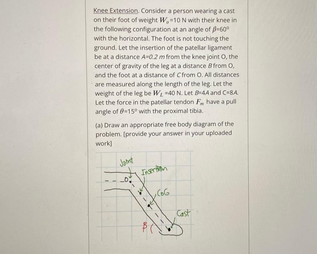 Knee Extension. Consider a person wearing a cast
on their foot of weight W.=10 N with their knee in
the following configuration at an angle of ß=60°
with the horizontal. The foot is not touching the
ground. Let the insertion of the patellar ligament
be at a distance A=0.2 m from the knee joint O, the
center of gravity of the leg at a distance B from O,
and the foot at a distance of C from O. All distances
are measured along the length of the leg. Let the
weight of the leg be WL =40 N. Let B-4A and C=8A.
Let the force in the patellar tendon Fm have a pull
angle of 0=15° with the proximal tibia.
(a) Draw an appropriate free body diagram of the
problem. [provide your answer in your uploaded
work]
Jont
Insertion
Cast
