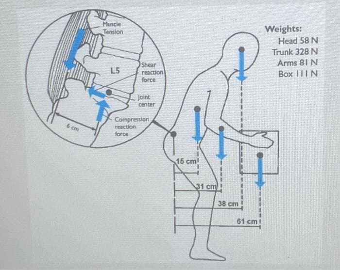 6 cm
Muscle
Tension
L5
Shear
reaction
force
Joint
center
Compression
reaction
force
15 cm!
31 cm
38 cm
61 cm
Weights:
Head 58 N
Trunk 328 N
Arms 81 N
Box III N