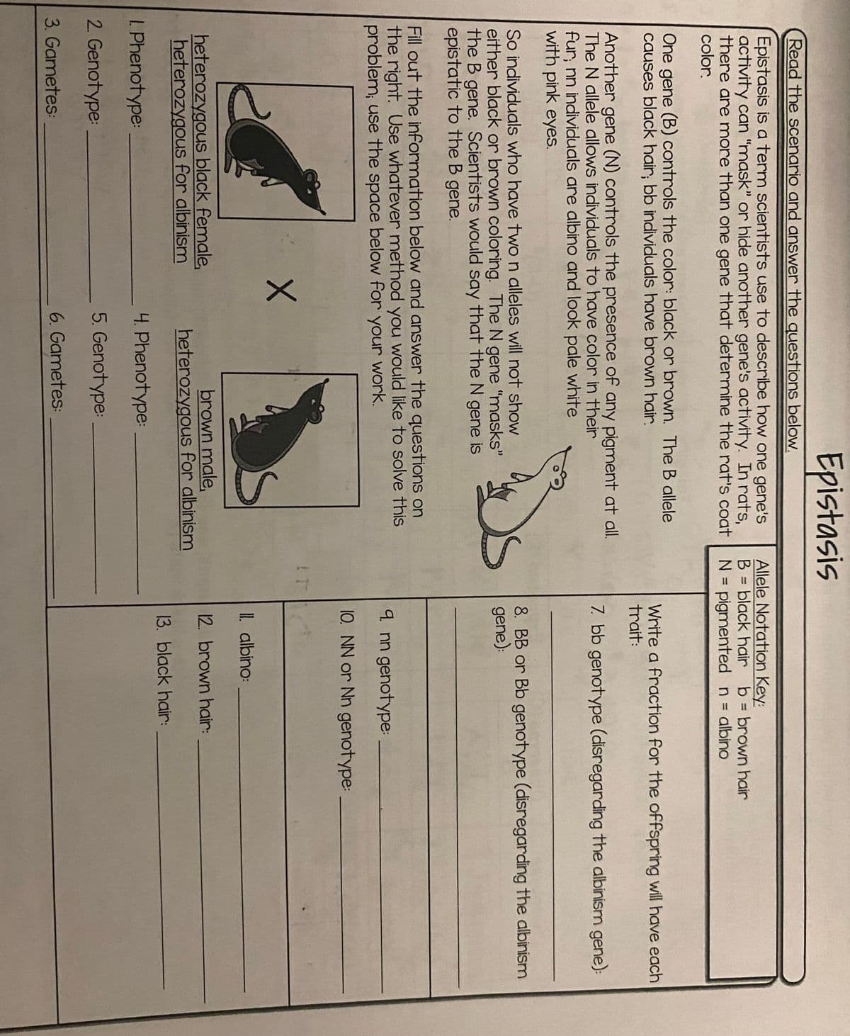 Epistasis
Read the scenario and answer the questions below.
Epistasis is a term scientists use to describe how one gene's
activity can "mask" or hide another gene's activity. In rats,
there are more than one gene that determine the rat's coat
color.
Allele Notation Key:
B = black hair b = brown hair
N = pigmented n albino
%3D
%3D
%3D
One gene (B) controls the color: black or brown. The B allele
causes black hair; bb individuals have brown hair.
Write a fraction for the offspring will have each
trait:
Another gene (N) controls the presence of any pigment at al.
The N allele allows individuals to have color in their
fur, nn individuals are albino and look pale white
with pink eyes.
7. bb genotype (disregarding the albinism gene):
8. BB or Bb genotype (disregarding the albinism
gene):
So individuals who have twonalleles will not show
either black or brown coloring. The N gene "masks"
the B gene. Scientists would say that the N gene is
epistatic to the B gene.
Fill out the information below and answer the questions on
the right. Use whatever method you would like to solve this
problem; use the space below for your work.
9 nn genotype:
10. NN or Nn genotype:
I. albino:
heterozygous black female,
heterozygous for albinism
brown male,
heterozygous for albinism
12. brown hair:
13. black hair:
L Phenotype:
4. Phenotype:
2. Genotype:
5. Genotype:
3. Gametes:
6. Gametes:
