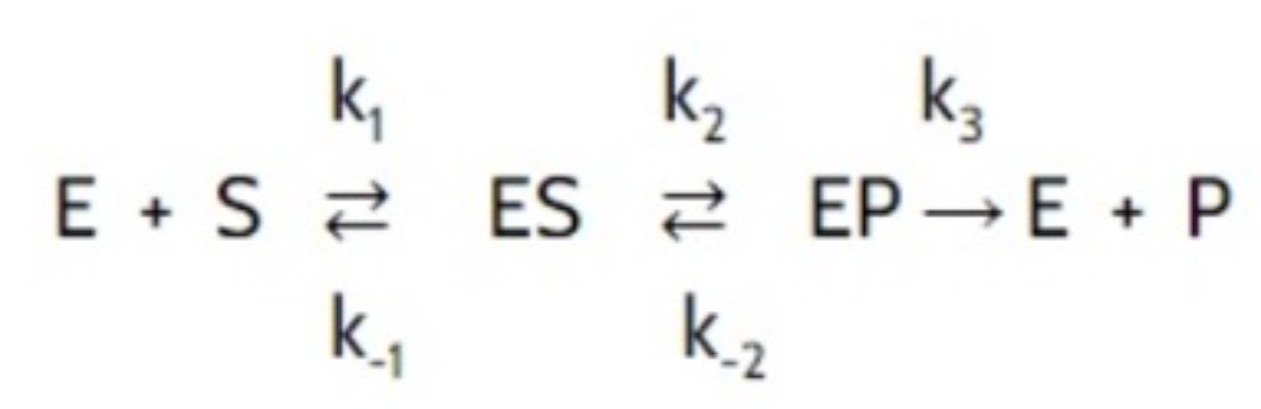 k,
k2
E + S 2 ES 2 EP→ E + P
k.2
k.,
