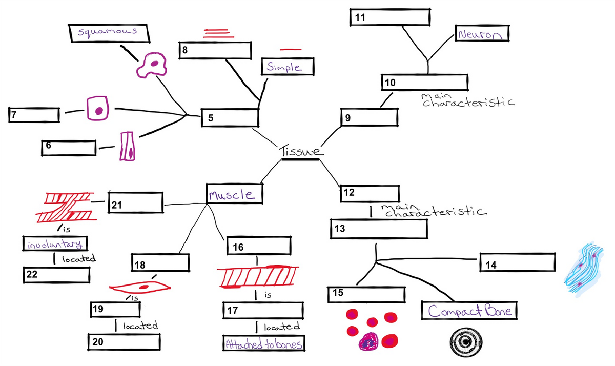 11
squamous
Neuro
18
Simple
10
Caractesistic
7
Tissue
Muscle
12
21
| aracteristic
main
lis
13
inuoluntary
( located
16
18
14
22
| is
15
/is.
Compact Bone
19
17
| located
| located
20
Attached to bones
