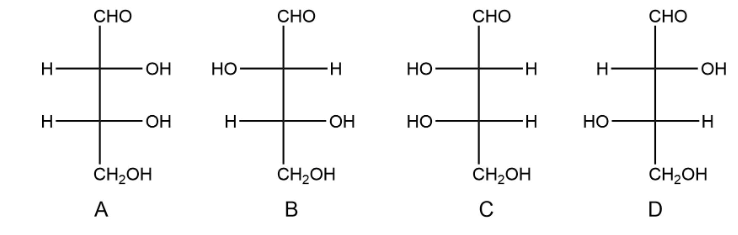 H
Н
CHO
-OH
-OH
CH₂OH
A
НО
CHO
н
-OH
CH₂OH
B
но-
НО
CHO
H
-Н
CH₂OH
с
H
НО
CHO
-OH
-Н
CH₂OH
D